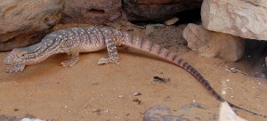 800px-varanus_griseus.jpg