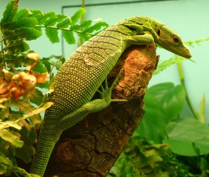 709px-varanus_prasinus.jpg